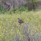 White-Crowned Sparrow