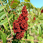 Sumac