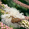 Brown flower beetle