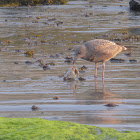 Herring Gull