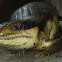 Eastern Bluetongue Lizard