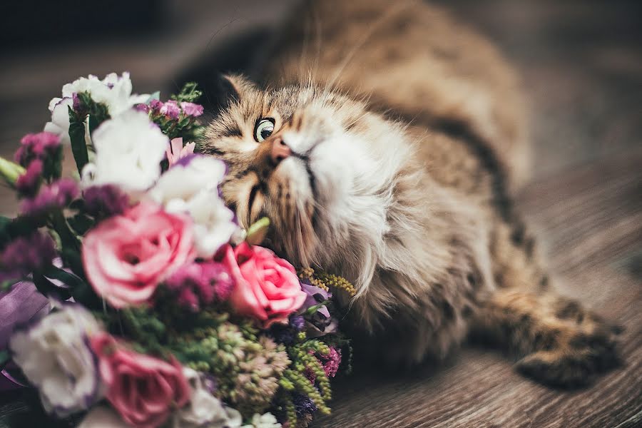 Fotógrafo de bodas Elena Kosmatova (kosmatova). Foto del 24 de octubre 2018