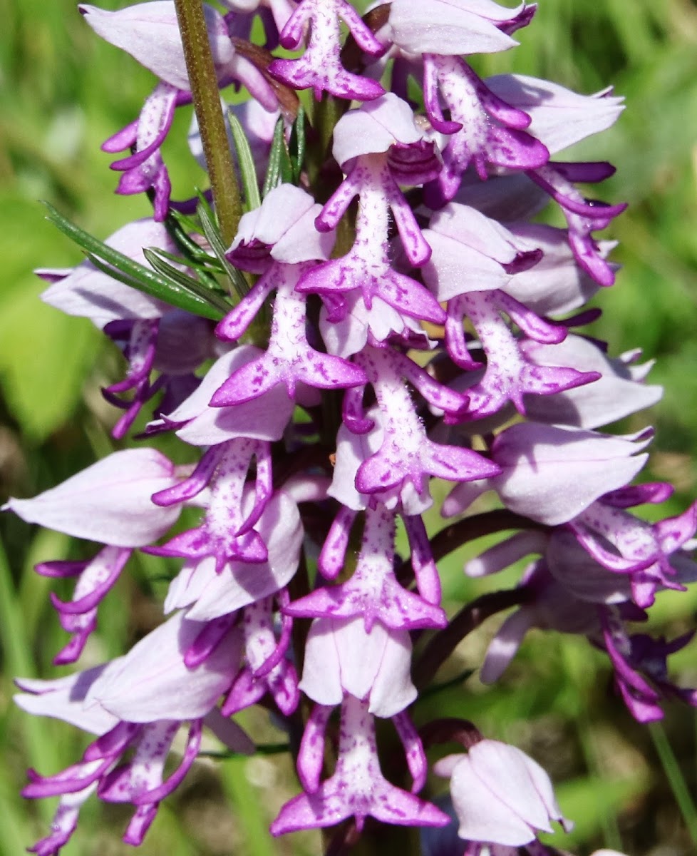 Military Orchid