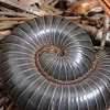 Millipede