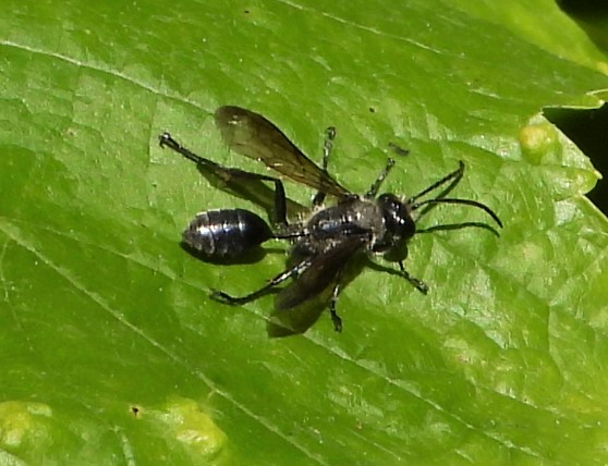 Grass-carrying wasp