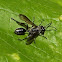 Grass-carrying wasp