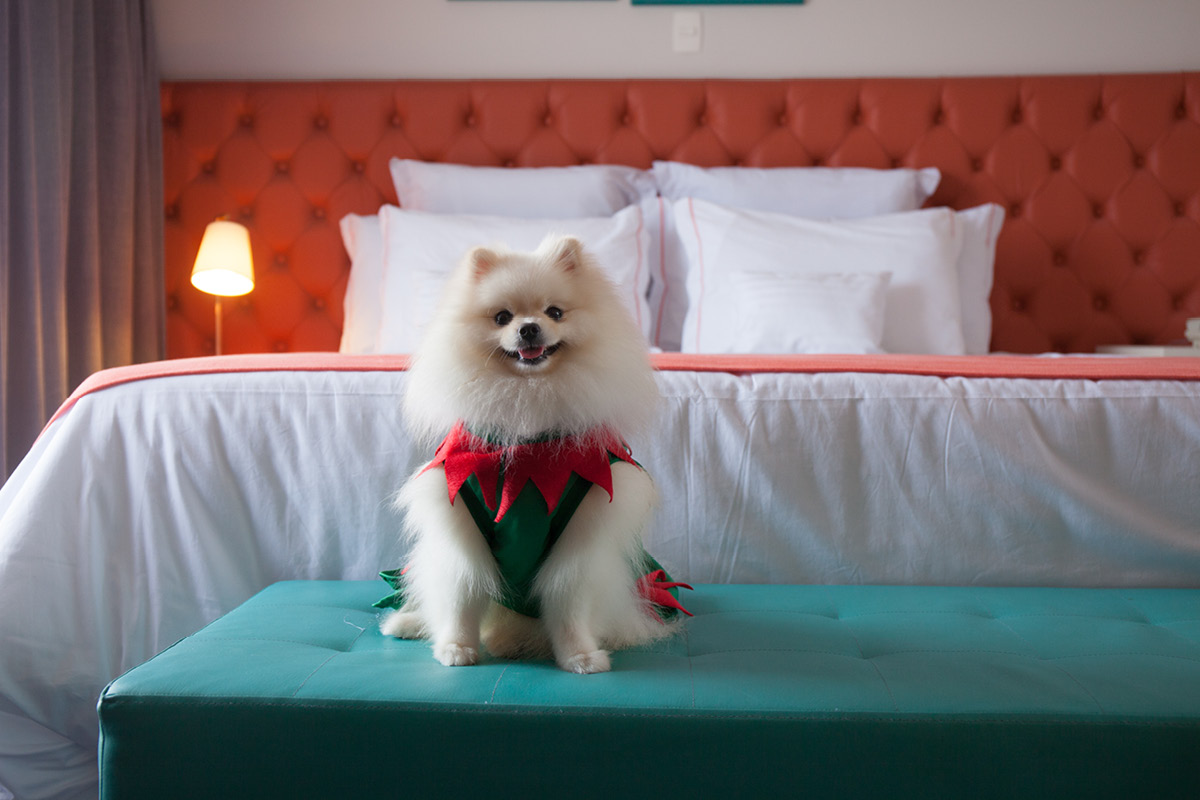 Pet Friendly: saiba tudo sobre isso no Hotel Doral Guarujá!