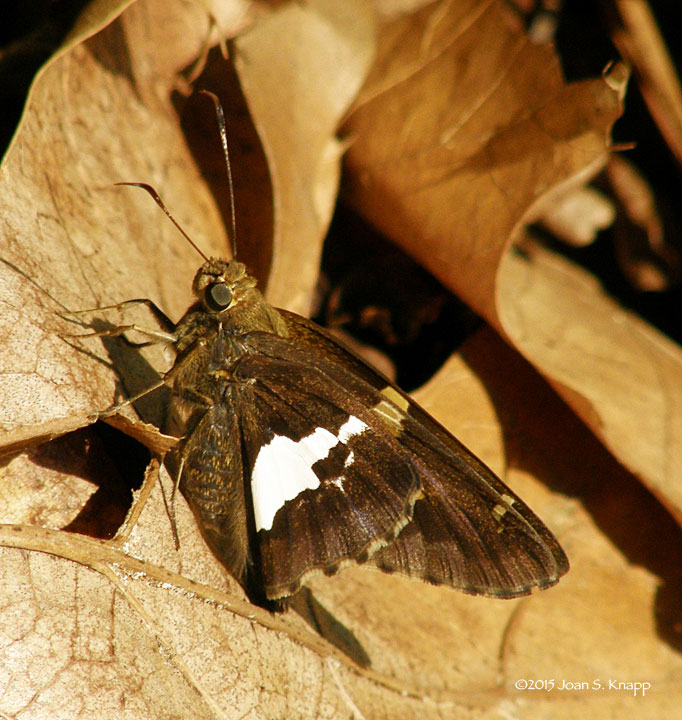 Silver-spotted Skipper