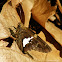 Silver-spotted Skipper