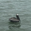 Brown Pelican