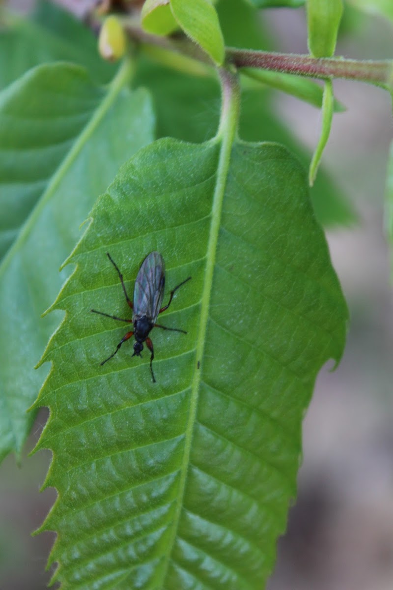 March fly