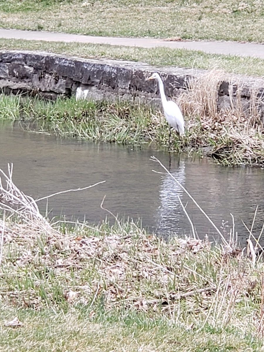 Great Egret