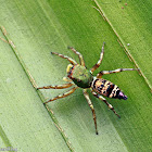 Jumping Spider