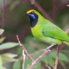 GOLDEN FRONTED LEAFBIRD