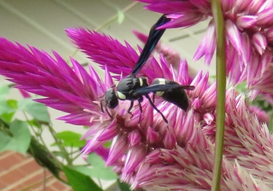 Four-toothed Mason Wasp