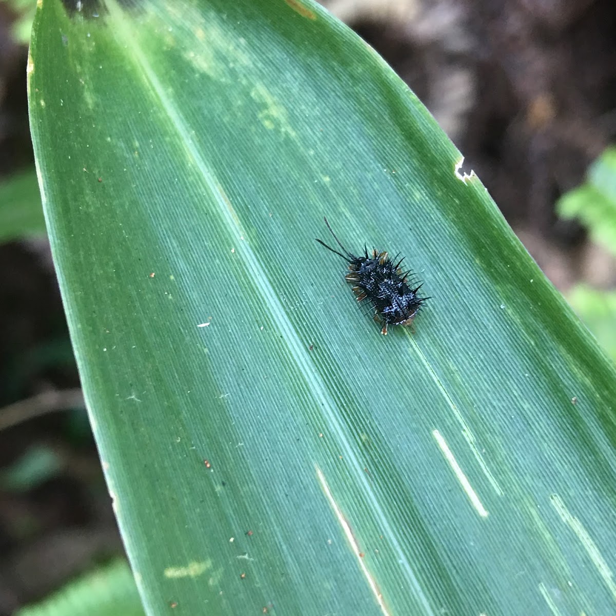 Leaf-mining Leaf Beetle