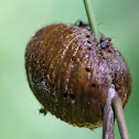 Mantis Parasitic Wasp