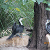 Little Pied Cormorant