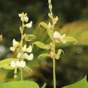 Hyacinth Bean