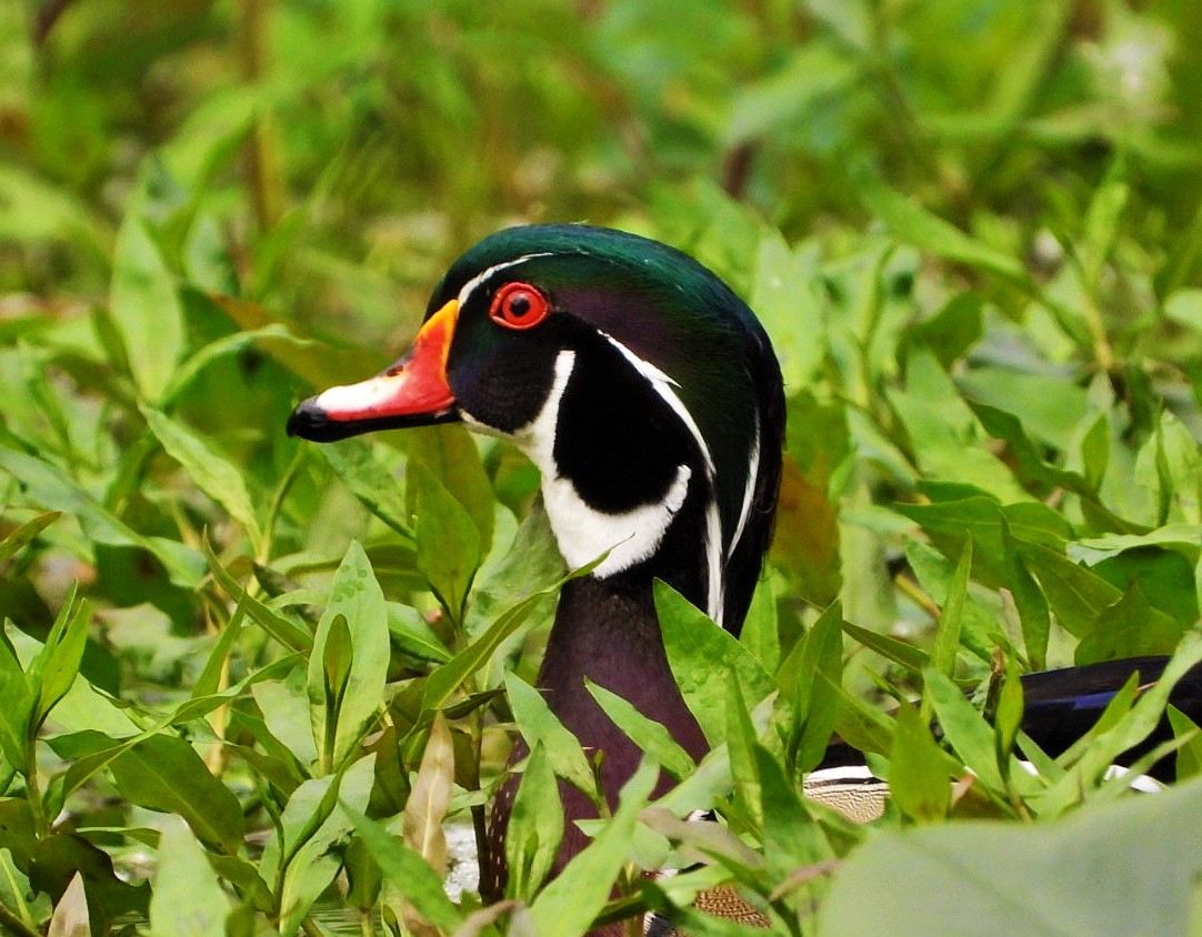 Wood duck (male)