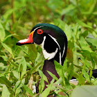 Wood duck (male)