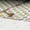 White-whiskered laughingthrush