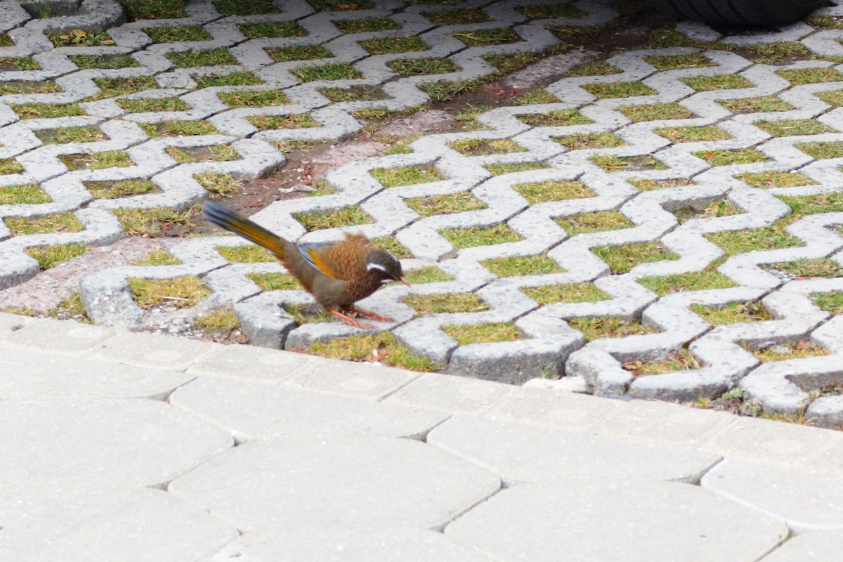 White-whiskered laughingthrush