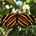 Isabella's longwing