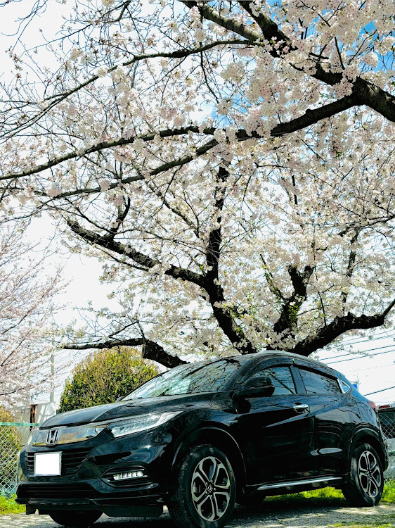 ヴェゼルのサクラと愛車・ヴェゼル・久しぶりすぎる投稿・4月もよろしくお願い致します🌸・桜コラボに関するカスタム事例の投稿画像1枚目