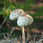 Parasol mushroom