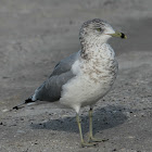 Ring-billed Gull