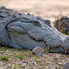 Mugger Crocodile