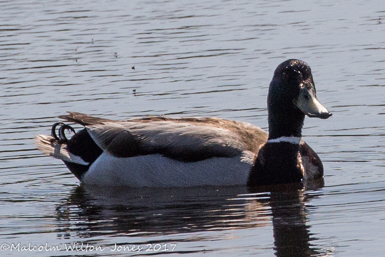 Mallard