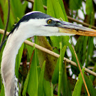 Great Blue Heron