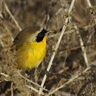 Common Yellowthroat (male)