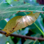 Pupa