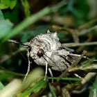 Yellow-striped Armyworm Moth