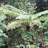 Tree fern