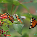 Tiger-striped Longwing