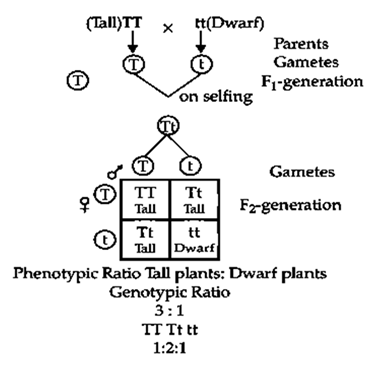 Solution Image