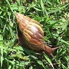 Giant African Land Snail