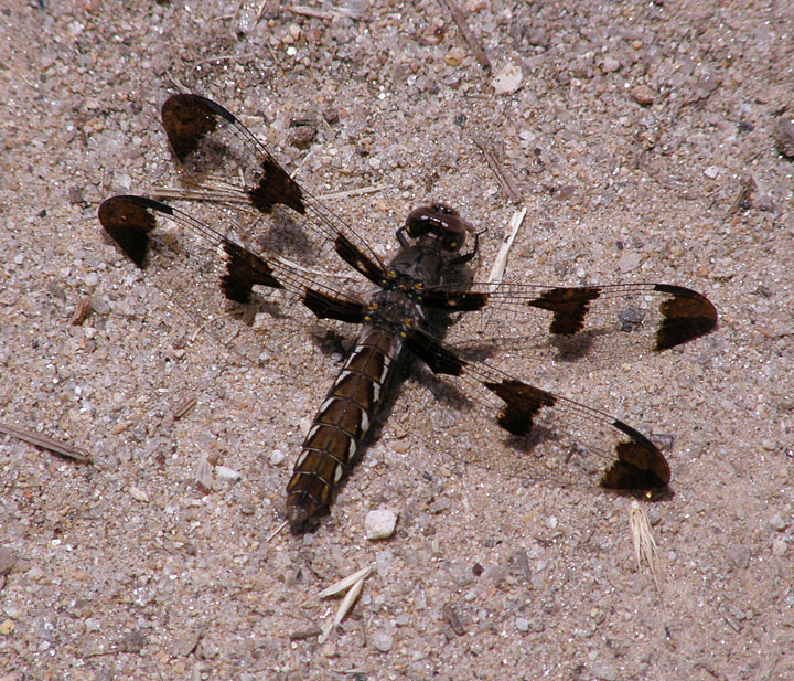 Common Whitetail - Female