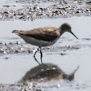 Common Sandpiper; Andarríos Chico