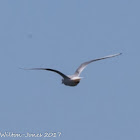 Whiskered Tern; Fumarel Cariblanco