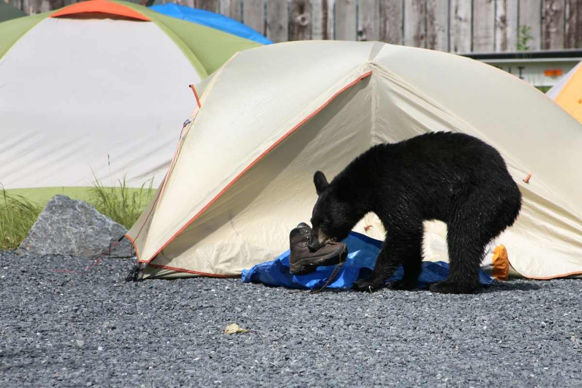 why is rooftop tents are good for overlanding