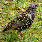 Common starling