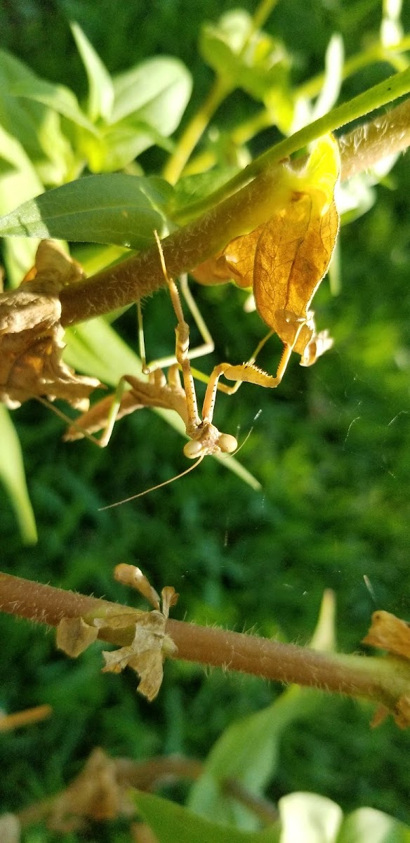 chinese praying mantis