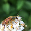 Banded Longhorn Flower Beetle