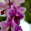 Moth orchid