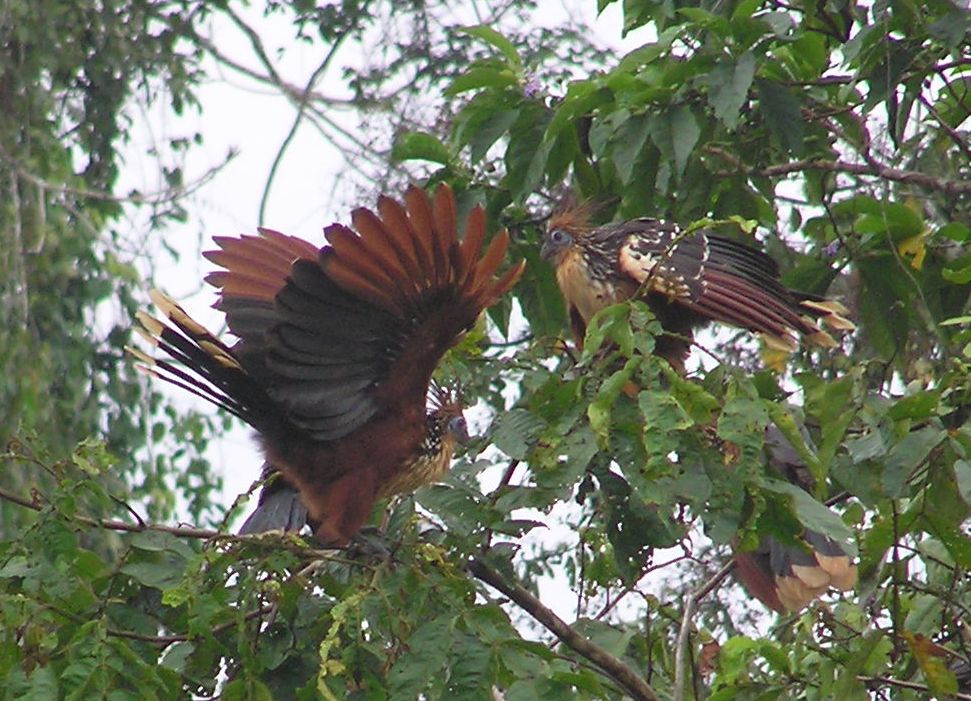 Hoatzin